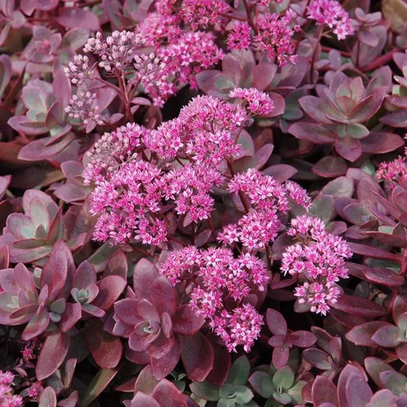 5 Live Perennial Sedum SunSparkler® 'Firecracker' Stonecrop Plants Flowers - Picture 2 of 7